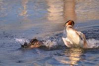 fuut (Podiceps cristatus) 4-2017 7547